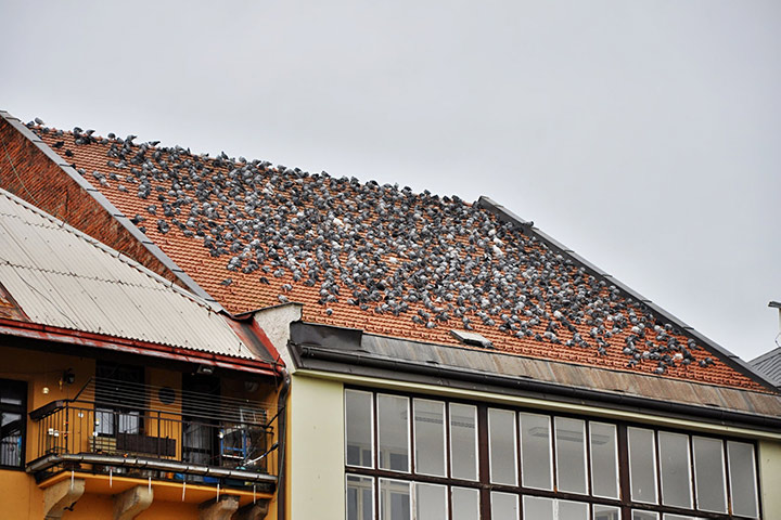 A2B Pest Control are able to install spikes to deter birds from roofs in Heywood. 