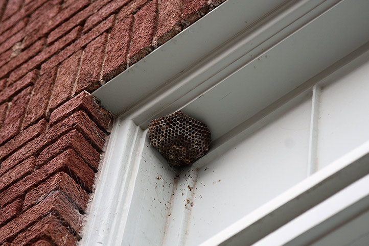 We provide a wasp nest removal service for domestic and commercial properties in Heywood.